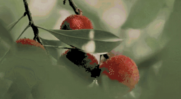6.gif